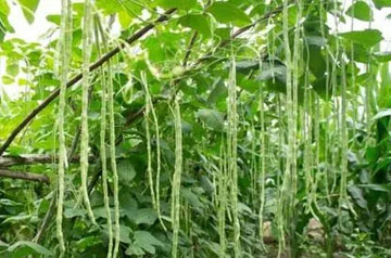 2024年豇豆病虫害绿色防控技术方案