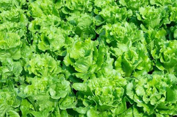 北方春季蔬菜生产管理技术指导意见