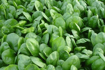 南方春季蔬菜生产管理技术指导意见