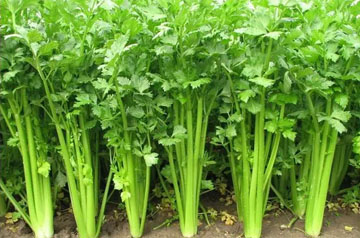 2024年芹菜病虫害绿色防控技术方案