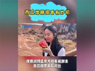 西瓜增糖提香有妙招，使用润博盛亲大地有机酵素，西瓜甜度前后对比