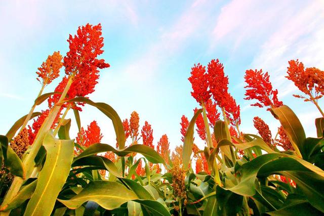 2024年高粱生产技术指导意见