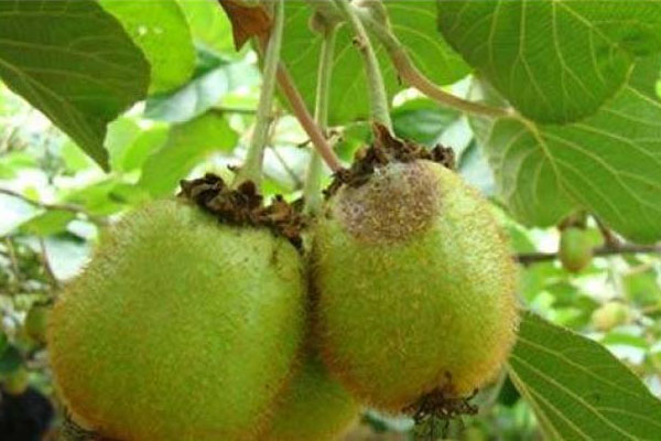 怎样防控猕猴桃灰霉病