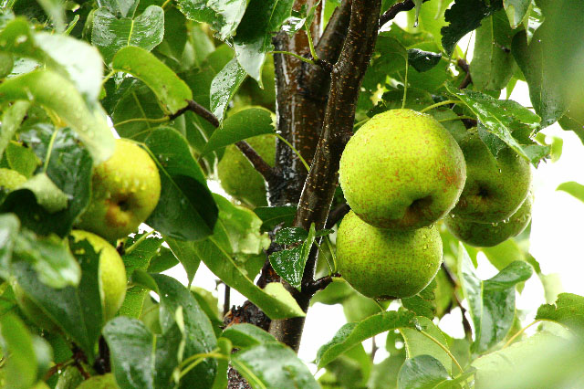 锦丰梨种植管理技术