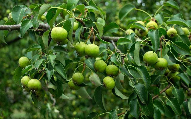 核桃树五月份管理方案