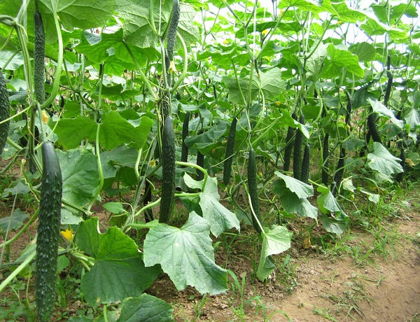 黄瓜夏季栽培管理技术要点