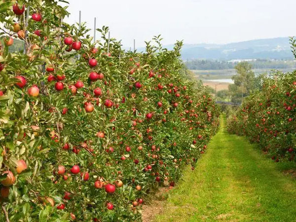 夏季牢记果园管理要点