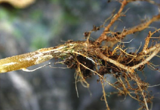 蔬菜根腐病危害大,治养结合效果好