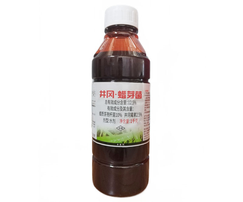 12.5%井冈蜡芽菌