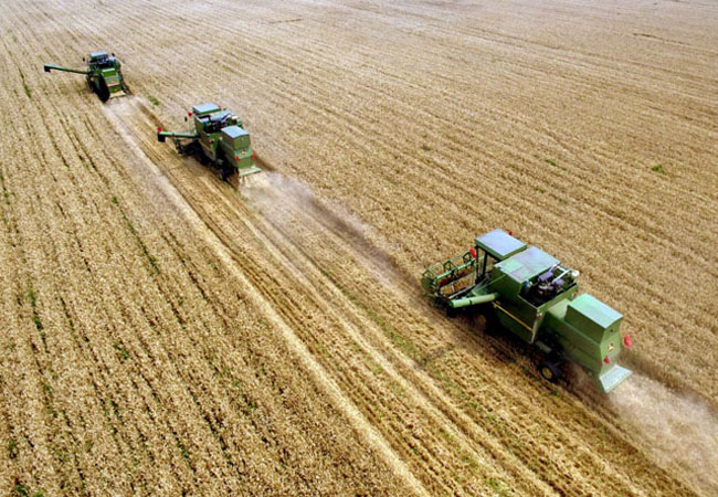 小麦收获遇到阴雨天该怎么办,收获后如何储藏?