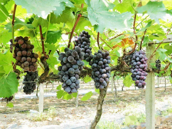 6月份葡萄管理要注意啥