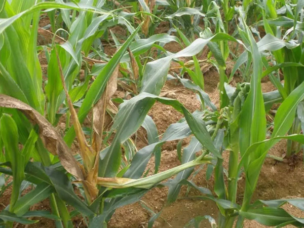 2024年春播玉米重大病虫害发生预测与应对措施