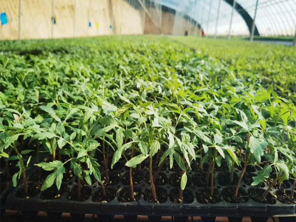 番茄越夏育苗技术