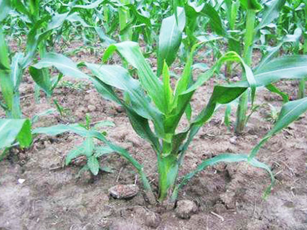 玉米苗期需警惕粗缩病