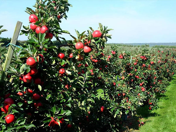 夏季苹果园易发病虫害加强管理早预防