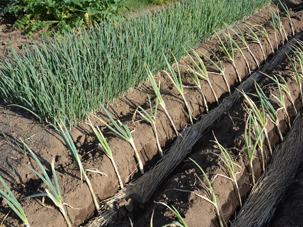 大葱移栽技术要点