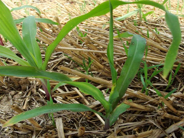 玉米蓟马防治技术