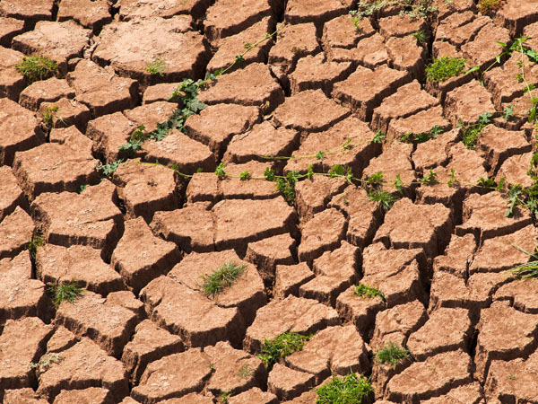 当前黄淮海抗旱保夏播技术意见