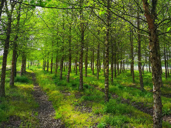 苗木病虫害有效防治方法