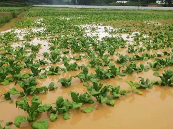 持续强降雨 专家支招设施蔬菜防灾减灾