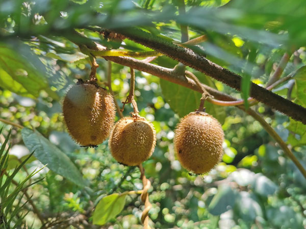 7月份猕猴桃管理要点