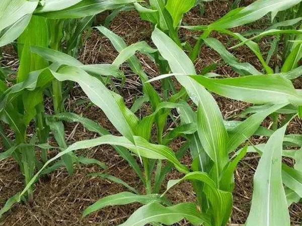 夏季玉米主要病虫害有哪些