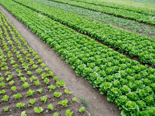 梅雨期拎稳“菜篮子” 蔬菜生产指南来了!