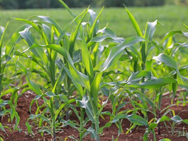 夏玉米“种肥同播”如何才能不“烧苗”