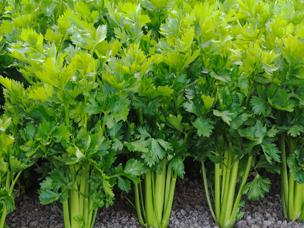 豇豆、芹菜、韭菜主要病虫害绿色防控技术要点