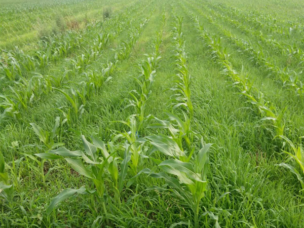 玉米田小麦苗太多用啥除草剂好?推荐硝烟莠去津 玉米田小麦苗太多用啥除草剂好?推荐硝烟莠去津