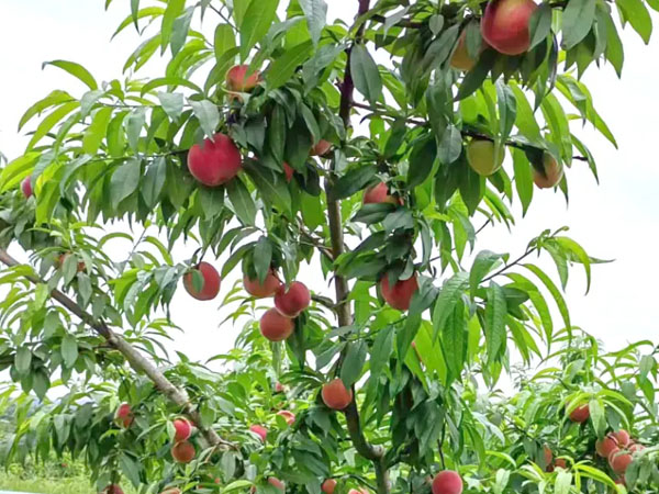 七月份桃树怎么管理