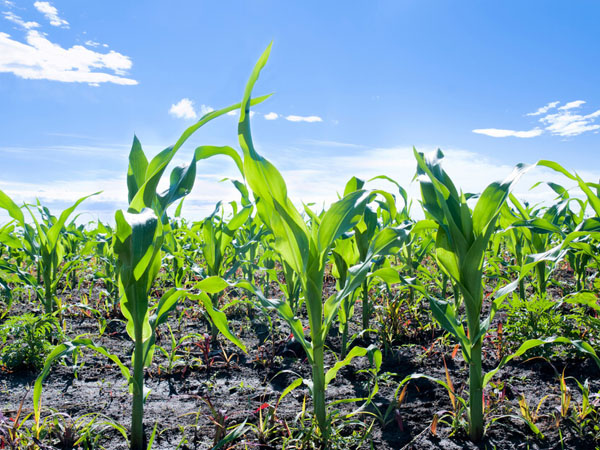 夏播玉米遇到强降雨田间怎么管理
