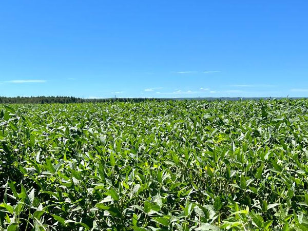 大豆多雨季节的有效管理方法