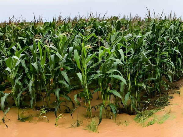 强降雨过后 玉米如何管理