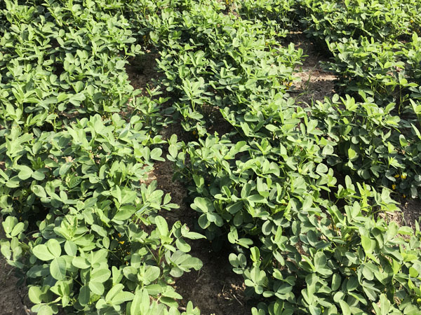 高温多雨季花生田间管理要趁早