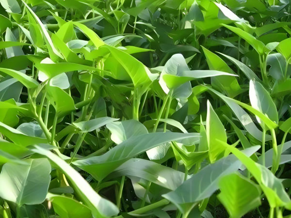 空心菜白锈病的防治技术