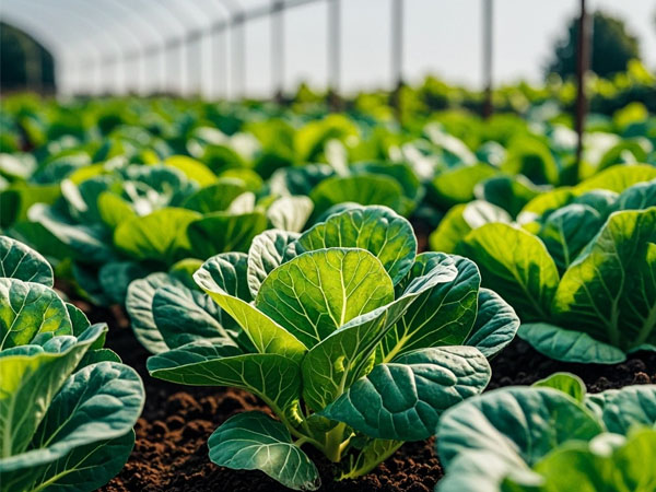 八月高温加高湿 大棚蔬菜管理抓六点