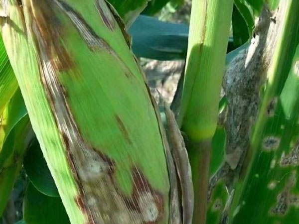 玉米纹枯病识别与防治技术