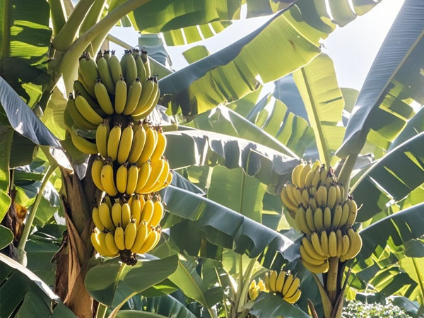 香蕉台风灾后恢复生产技术指导意见