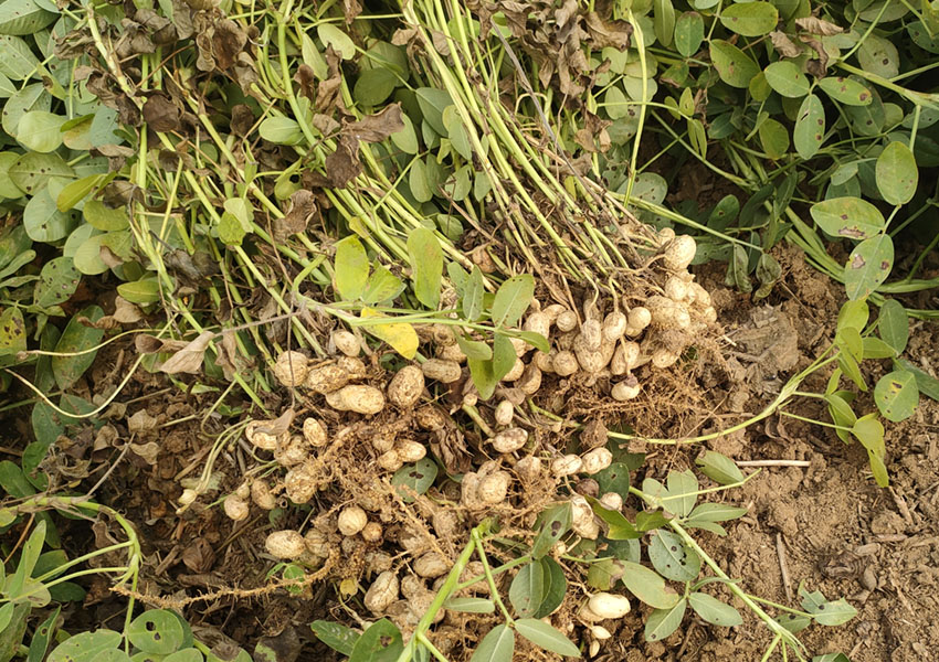 2024年10月8日西平县花生两提两调试验田测产取土