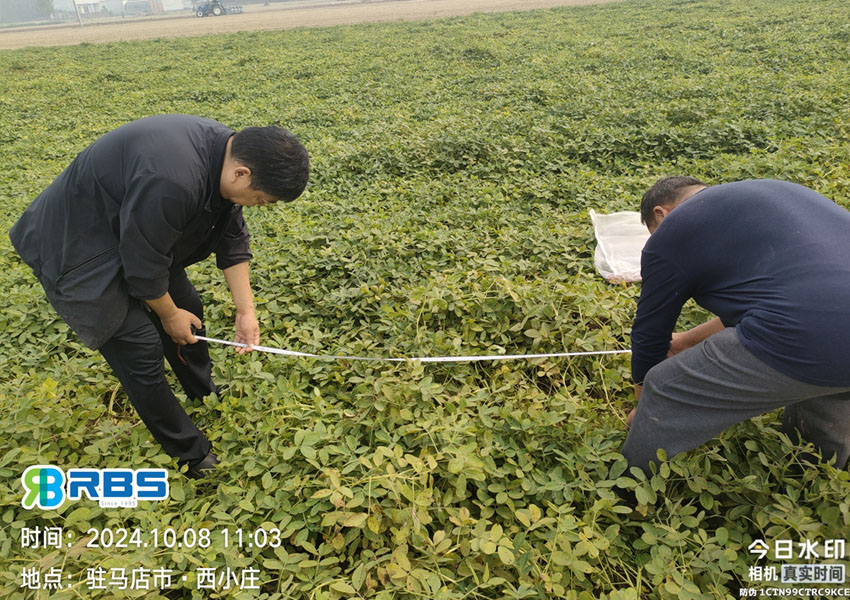 2024年10月8日西平县花生两提两调试验田测产取土